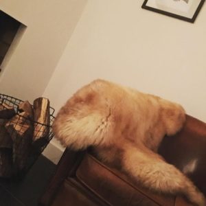 Schapenvacht Beige