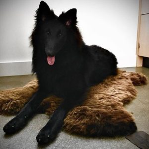 WOOOL Schapenvacht Hond 2