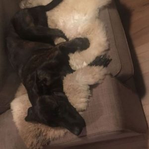 WOOOL Schapenvacht Hondje