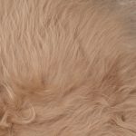 WOOOL Schapenvacht - IJslands Beige (Close)