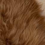 WOOOL Schapenvacht - IJslands Rood Bruin (Close)