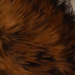 WOOOL Schapenvacht - Premium Nordland (Close)